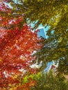 View of glass skyscraper building through colorful tree branches