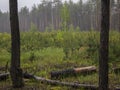 View of the gloomy forest on a rainy  foggy day. Royalty Free Stock Photo