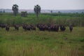 View of Gnus in Kissama Park, Bengo