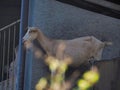 View of a goat through the leaves standing next to the wall Royalty Free Stock Photo