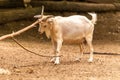 View on a goat scratching itself in a zoo