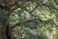 view of goat he-goat in tree crown walking on the branch, eating lush tree leaves, sardinia, Italy Royalty Free Stock Photo