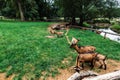 View of Goats animal on the meadow at Tambach Castle Zoo