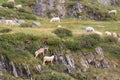 Goats and sheeps are grazing on The Italian Alps, Lombardy, Italy Royalty Free Stock Photo