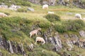 Goats and sheeps are grazing on The Italian Alps, Lombardy, Italy Royalty Free Stock Photo