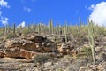 Mountain of Saguaro on Mount Lemmon in Tucson Arizona Royalty Free Stock Photo