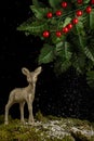 View of golden Christmas deer on moss with snow falling, black background with green leaves and holly, Royalty Free Stock Photo