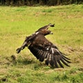A view of a Golden Eagle in flight Royalty Free Stock Photo