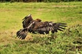 A view of a Golden Eagle in flight Royalty Free Stock Photo