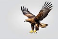 A view of a Golden Eagle in flight Royalty Free Stock Photo