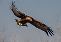 A view of a Golden eagle in flight Royalty Free Stock Photo