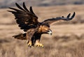 A view of a Golden eagle in flight Royalty Free Stock Photo