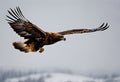 A view of a Golden eagle in flight Royalty Free Stock Photo