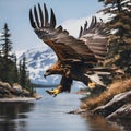 A view of a Golden Eagle in flight Royalty Free Stock Photo
