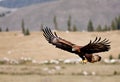 A view of a Golden Eagle in flight Royalty Free Stock Photo