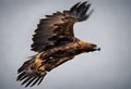 A view of a Golden eagle in flight Royalty Free Stock Photo