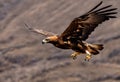 A view of a Golden eagle in flight Royalty Free Stock Photo