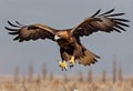 A view of a Golden eagle in flight Royalty Free Stock Photo