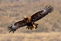 A view of a Golden Eagle in flight Royalty Free Stock Photo