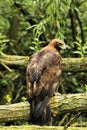 A view of a Golden Eagle Royalty Free Stock Photo