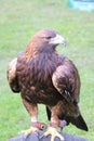A view of a GoldenEagle Royalty Free Stock Photo