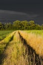 View of a golden field under a dark sky Royalty Free Stock Photo