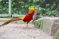 A golden pheasant couple, latin chrysolop