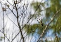 A view of a Golden Silk Orb-weaver spider climbing on a web on the island of Eleuthera, Bahamas