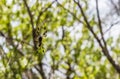 A view of a Golden Silk Orb-weaver spider on the island of Eleuthera, Bahamas