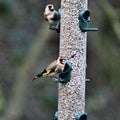 A view of a Goldfinch Royalty Free Stock Photo