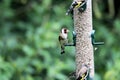 A view of a Goldfinch