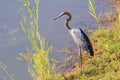 View of Goliath heron (Ardea goliath) walking around a lake, Kruger National Park Royalty Free Stock Photo