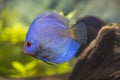 View of gorgeous blue diamond discus aquarium fish isolated. Hobby concept. Royalty Free Stock Photo