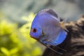 View of gorgeous blue diamond discus aquarium fish isolated. Royalty Free Stock Photo