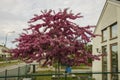 View of gorgeous purple blooming young tree on white building background