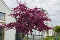 View of gorgeous purple blooming young tree on white building background