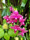 View of a gorgeous white and red Orchid species