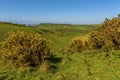 A view of gorse bushes at the head of the longest dry valley in the UK on the South Downs near Brighton Royalty Free Stock Photo