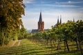 View of the gothic cathedral church Katharinenkirche in Oppenheim through romantic vineyards Royalty Free Stock Photo