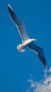 view Graceful seagull gliding effortlessly through expansive blue sky