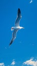 view Graceful seagull gliding effortlessly through expansive blue sky