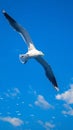 view Graceful seagull gliding effortlessly through expansive blue sky