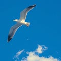 view Graceful seagull gliding effortlessly through expansive blue sky