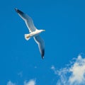 view Graceful seagull gliding effortlessly through expansive blue sky