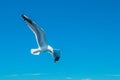 view Graceful seagull gliding effortlessly through expansive blue sky