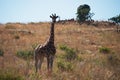 TALL GIRAFFE AGAINST A HILL IN A SOUTH AFRICAN LANDSCAPE