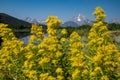 VIew of the Grand Tetons mountains as seen from Oxbow Bend, with defocused Elmleaf Goldenrods flowers in foreground Royalty Free Stock Photo