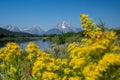 VIew of the Grand Tetons mountains as seen from Oxbow Bend, with defocused Elmleaf Goldenrods flowers in foreground Royalty Free Stock Photo