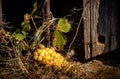 View of grape bunches on oldest sill in october Royalty Free Stock Photo