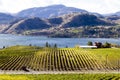 Okanagan Falls Skaha Lake Vineyard Royalty Free Stock Photo